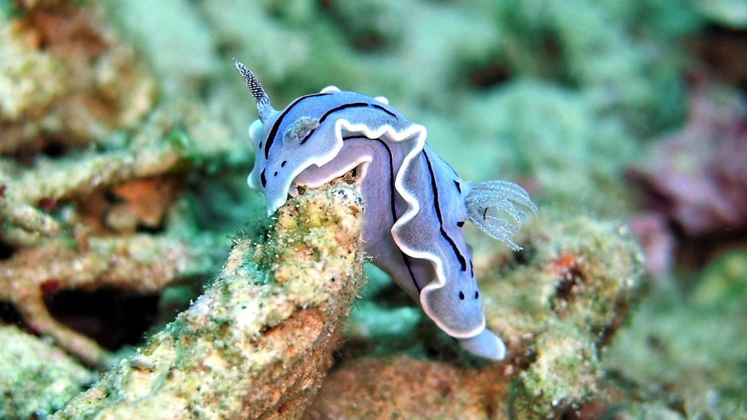 Bunaken Sea Garden Resort Exteriör bild