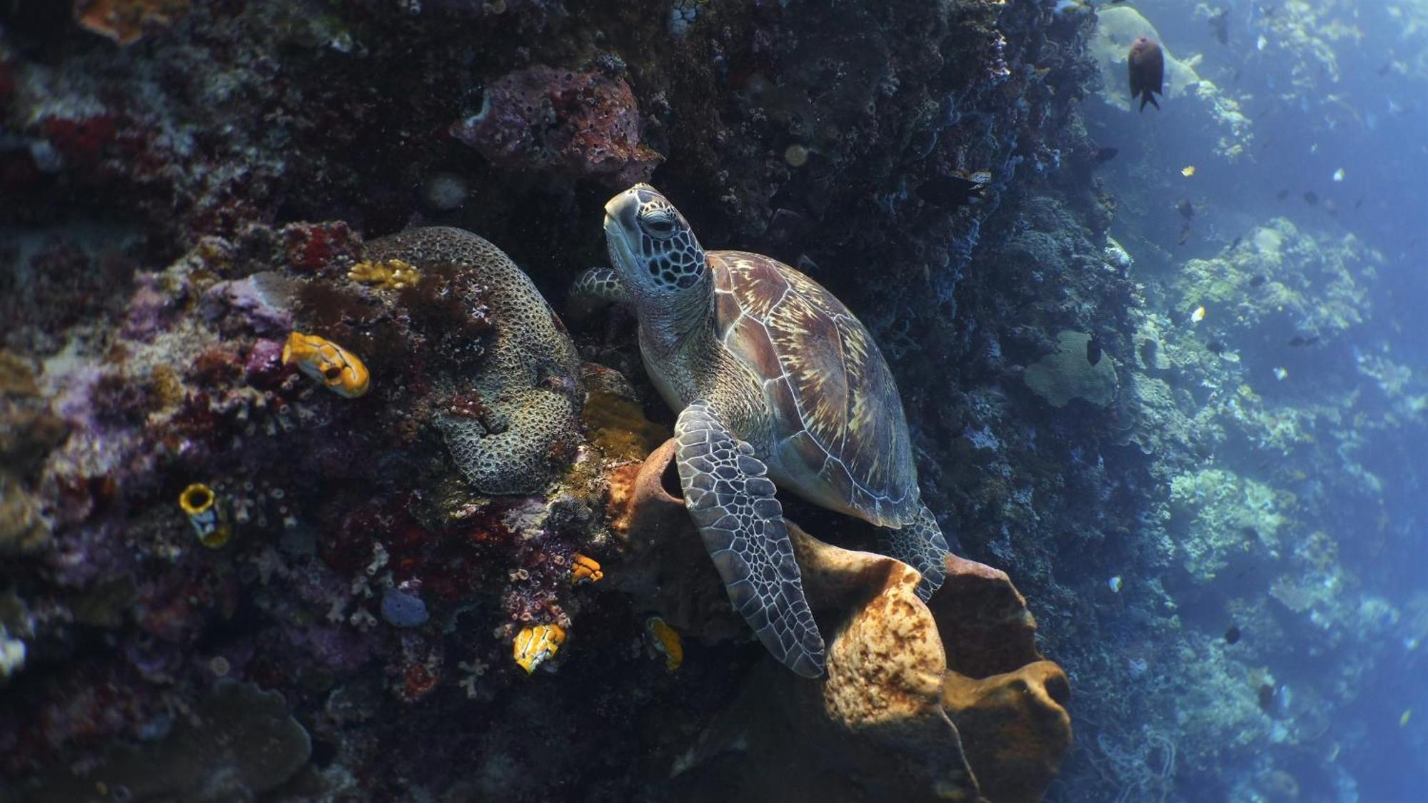 Bunaken Sea Garden Resort Exteriör bild