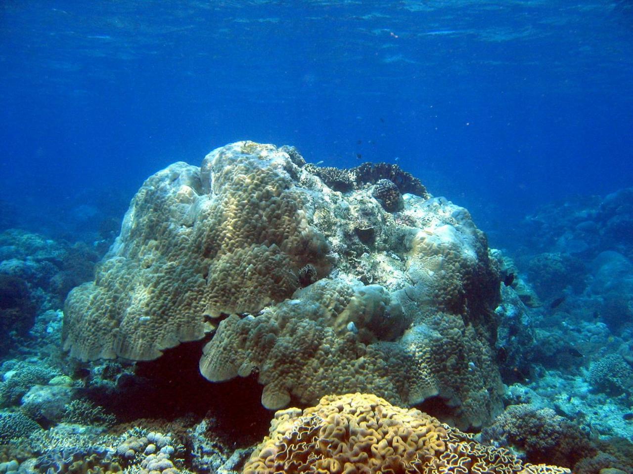 Bunaken Sea Garden Resort Exteriör bild